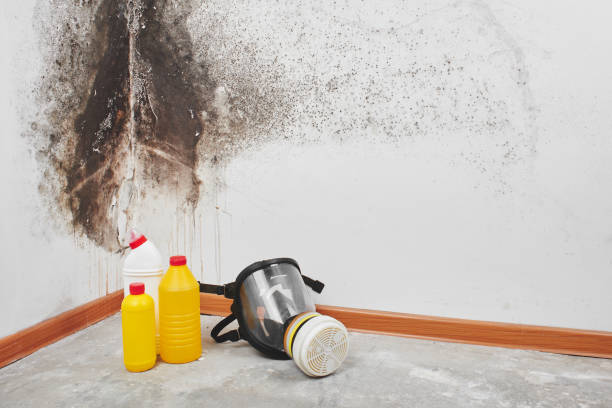 Best Mold Remediation  in Haskell, AR