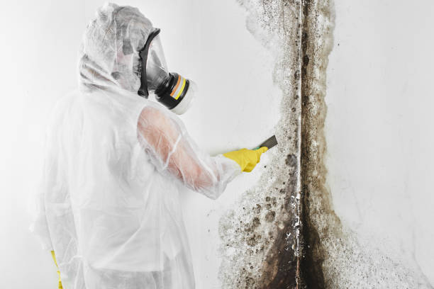 Best Home Mold Removal  in Haskell, AR