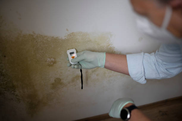 Best Mold Testing  in Haskell, AR