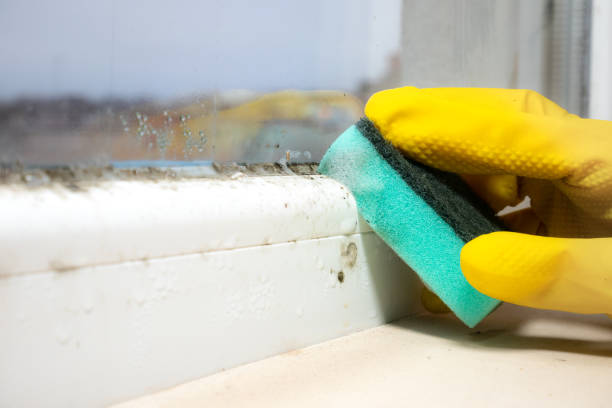 Best Mold Cleaning Services  in Haskell, AR