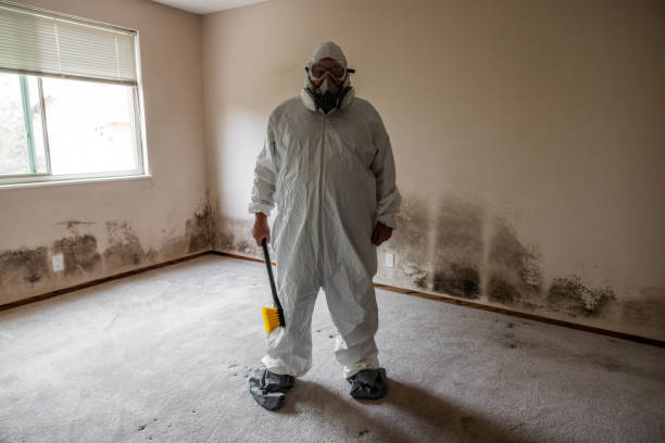 Best Mold Damage Repair  in Haskell, AR
